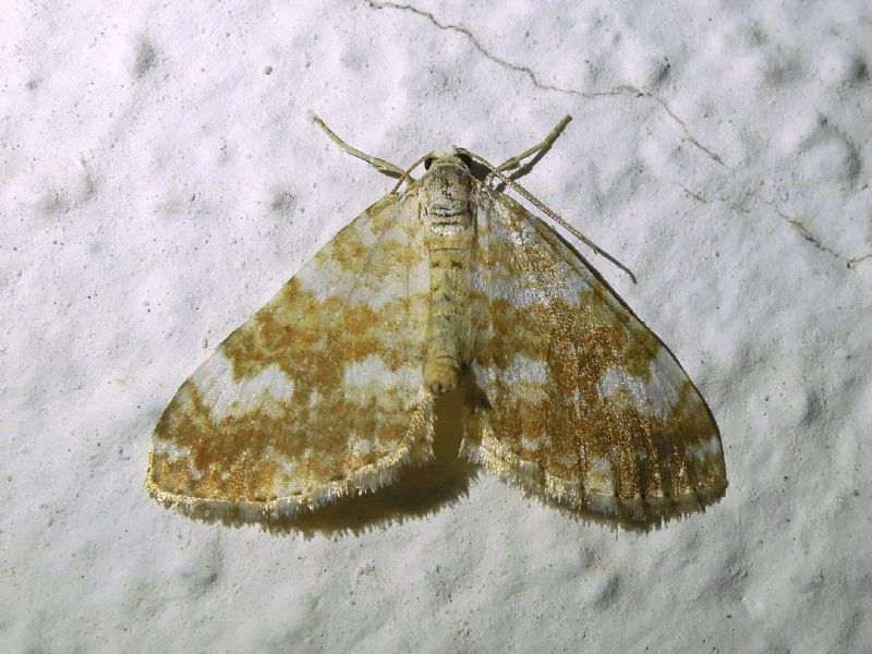 Perizoma flavofasciata (Geometridae)